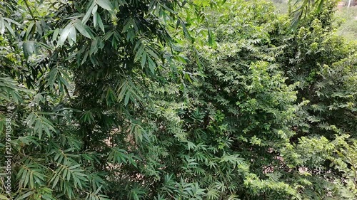 Bird Flying Away from Bamboo Thicket Startled by Drone Airflow