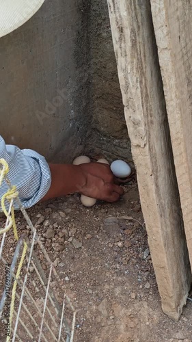 Checking Fresh Organic Eggs inside Hen Nest Box in Coop
