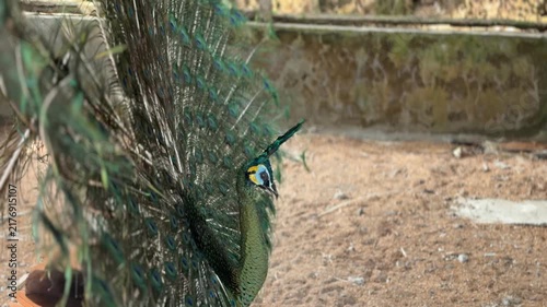 A beautiful Indian peacock spreads its tail inside the enclosure.