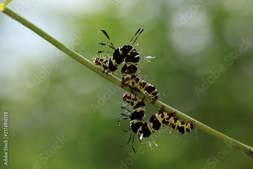 Принти на полотні Striking black and yellow striped caterpillars of the noctuid moth Tinolius eburneigutta on a plant stem, unique paddle-like setae, tropical insect wildlife
