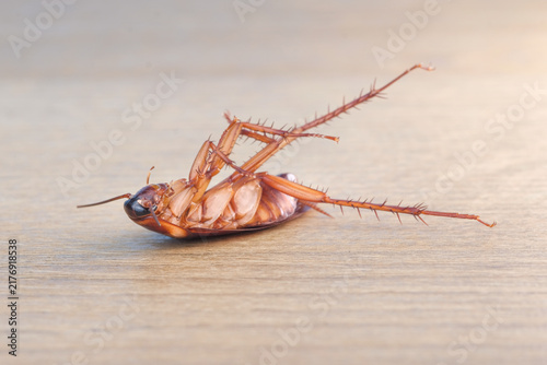 Quadro su tela Macro view of a dying cockroach upside down with extended legs on a wooden surface after pesticide treatment for household insect control