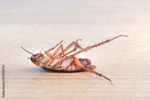 Bild auf Leinwand Close up of a cockroach lying upside down with raised legs after pesticide exposure on a wooden surface, illustrating insecticide effect and household pest extermination