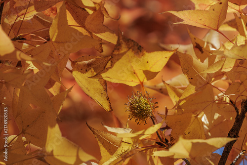 Close-up of a lone spiky sweetgum seed pod surrounded by star-shaped leaves in yellow-orange hues under bright autumn sunlight.