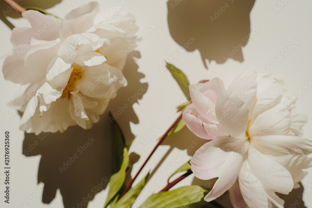 Obraz premium Aesthetic Composition Of Fresh White Peony Flowers In Bright Warm Sunlight