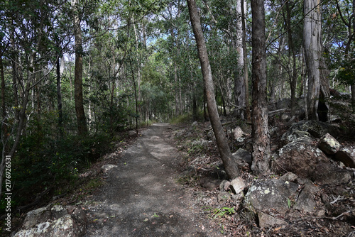 Canvastavla Walking Trail Through Eucalyptus Bushland in Queensland, Australia