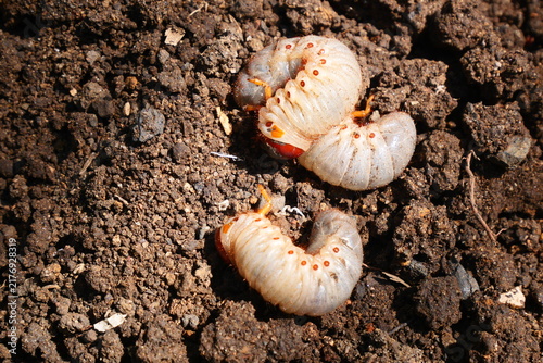 Canvastavla White grub larvae live underground, feeding on plant roots and causing significant damage to crops and gardens