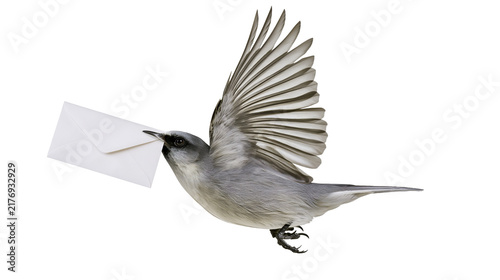 Bild auf Leinwand Grey bird in flight carrying a white paper envelope in its beak
