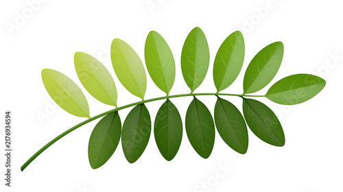 Photography Pinnate branch with vibrant green oval leaflets arranged in alternating pattern