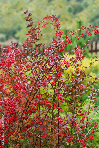 Canvastavla A beautiful ornamental barberry bush in the garden