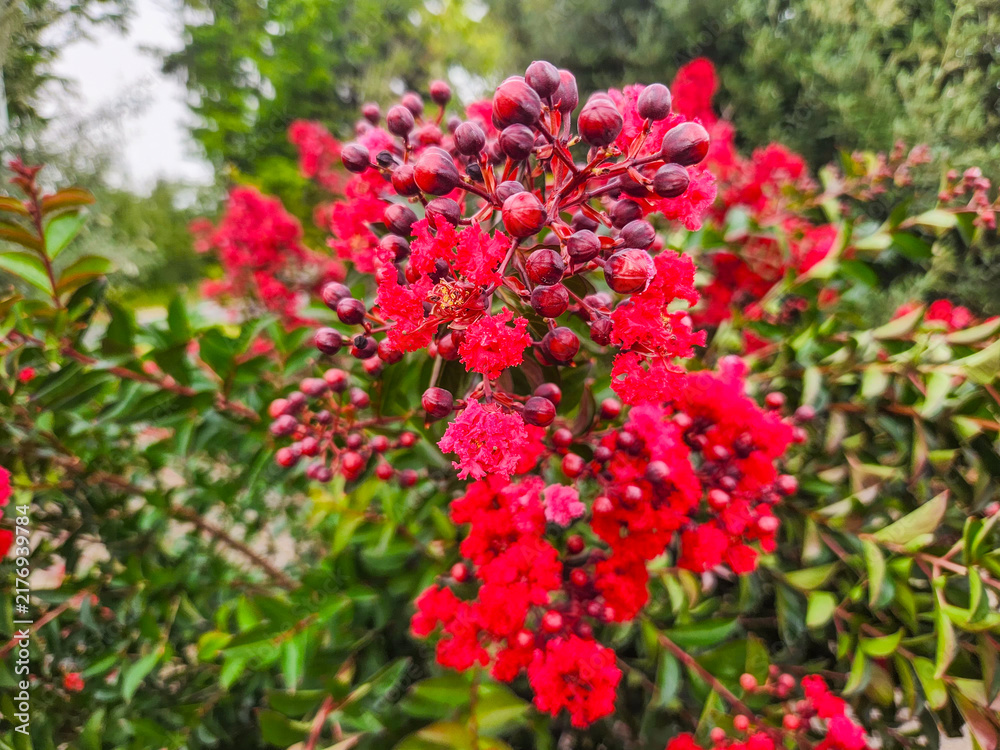 Fototapeta premium Crimson Crape Myrtle Blossom