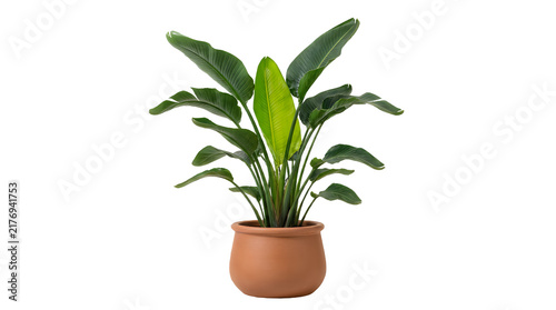 Beautiful green houseplant with large leaves in a simple terracotta clay pot