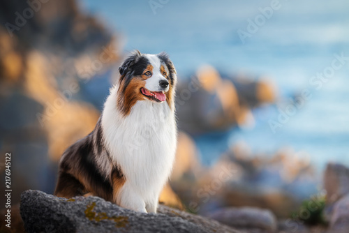 Australian Shepherd Dog Sitting on Rocky Coast by Sea