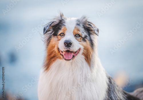 Australian Shepherd Dog Portrait With Blue Merle Coat