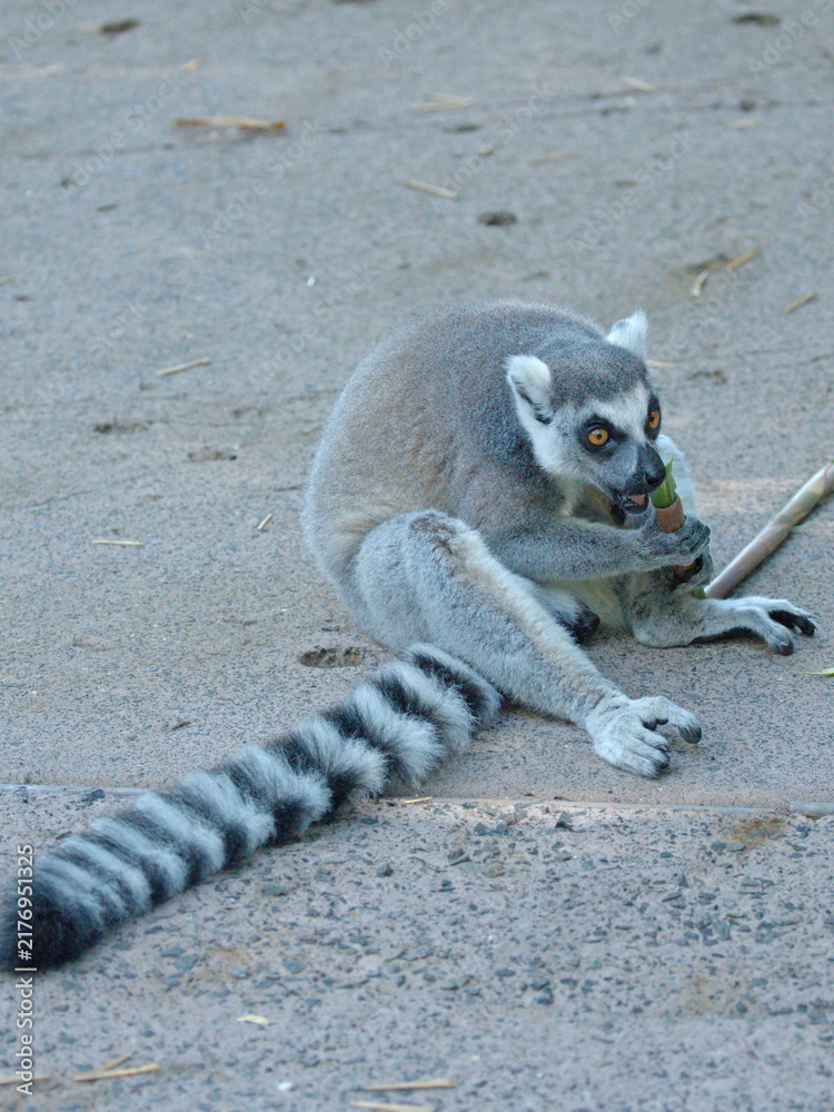 Obraz premium Ring-Tailed Lemur Sitting on Ground and Chewing a Bamboo Stick