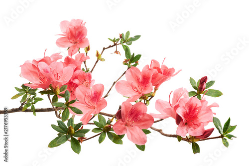 Obraz na płótnie Fresh Pink azalea flowers blooming on woody branches with green foliage and unopened buds, isolated on white background with clipping path for botanical, floral, and design use