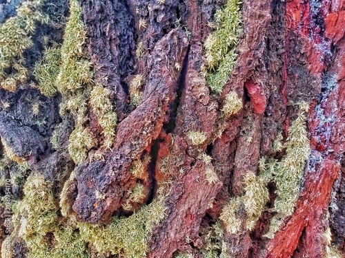 This photo shows the textured bark of a pine tree, which appears rough, thick, and naturally patterned.