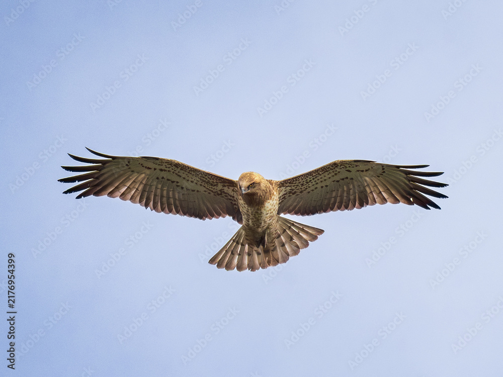 Obraz premium Majestic raptor bird of prey soaring in the clear blue sky with wide open wings. Low angle view of a short toed snake eagle in flight, wildlife photography