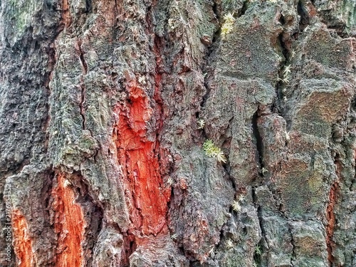 Foto This photo shows the textured bark of a pine tree, which appears rough, thick, and naturally patterned