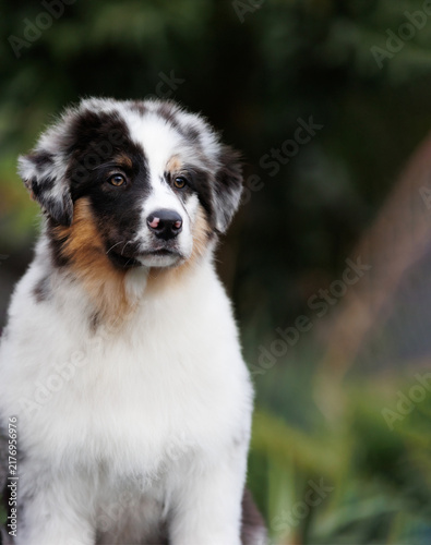 Photography Tricolor Australian Shepherd Dog Looking Into Distance With Copy Space