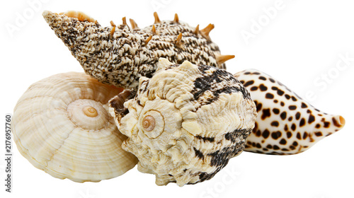 Cuadro en lienzo Group of three diverse marine seashells with textured patterns and sharp spines