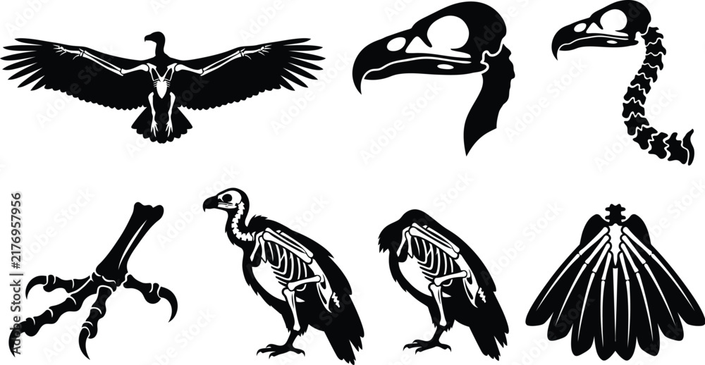 Fototapeta premium Vulture Anatomy Skeleton Silhouette Vector Graphic Set