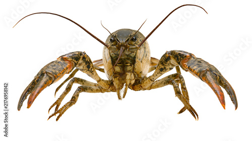 Canvastavla Brown freshwater crayfish with large claws and long antennae facing forward