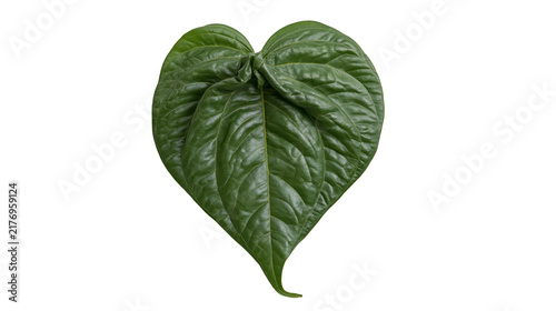 Fotografie Fresh green heart shaped betel leaf with prominent veins and textured surface