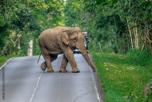 Fotografie Its body is gray, its snout is called the trunk