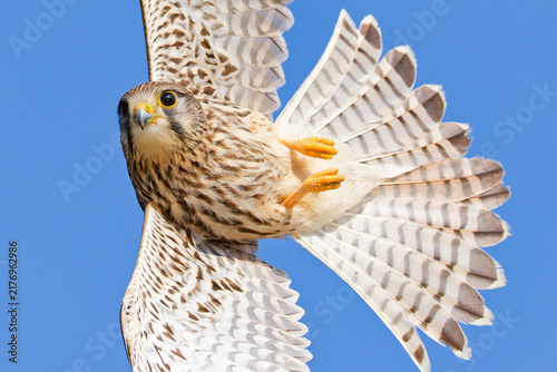 Fotografía 方向転換するチョウゲンボウ(Common Kestrel)の雌