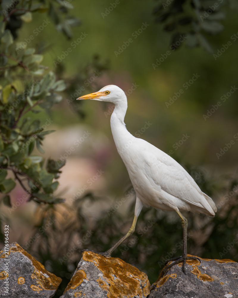 Obraz premium Cattle egret Bubulcus ibis standing on mosscovered rocks in its natural habitat. White heron portrait in the wild, wildlife photography