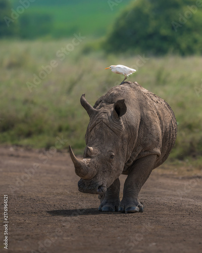 Photography Free tansportation from Rhino heron