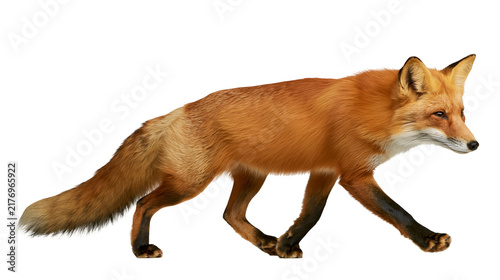 Принти на полотні Red fox walking with bushy tail and orange fur