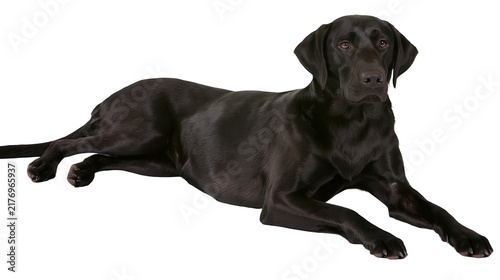 Foto Black Labrador Retriever dog lying down looking forward