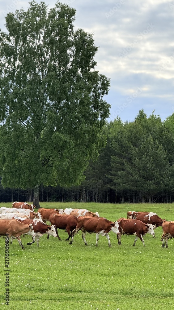 Naklejka premium Cows grazing on green grass under a large tree near a forest in the background