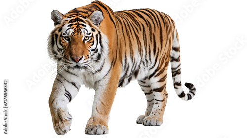Photography Majestic Bengal tiger walking forward with orange fur and black stripes