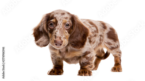 Bild auf Leinwand Dapple dachshund puppy with long brown and cream spotted fur
