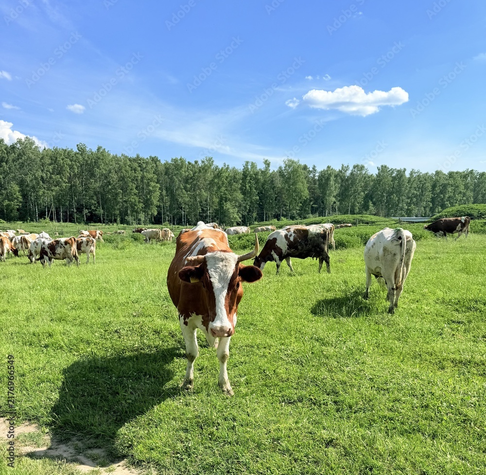 Obraz premium Brown and white dairy cows grazing in lush green pasture under clear blue skies