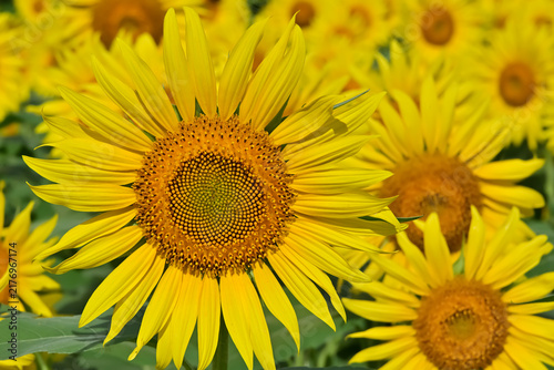 ヒマワリの花（Sunflowers）