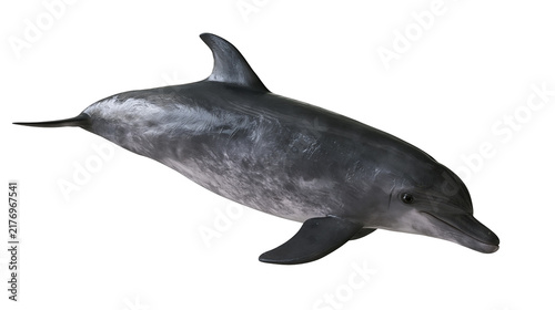 Foto Full body side view of a grey bottlenose dolphin swimming