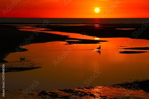 фотографія Coucher de soleil en bord de mer mettant en relief une mouette se promenant dans une étendue d'eau paisible au premier plan