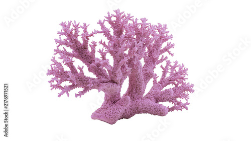 Intricate branching pink coral structure with porous textured surface