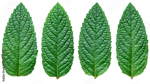 Four fresh green peppermint leaves with serrated edges and textured veins