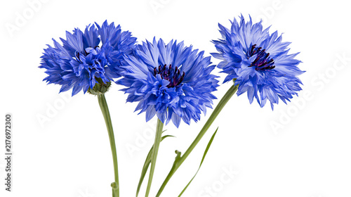 Foto Three vibrant blue cornflower blossoms with green stems and dark centers