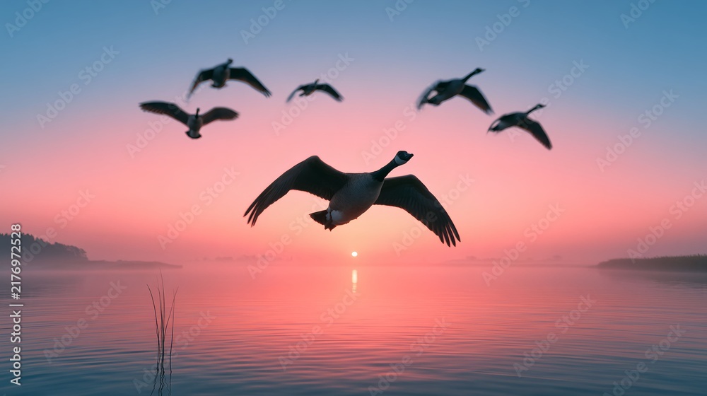 Naklejka premium Canada geese flying in formation over calm misty lake at sunrise