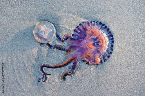 Photography Two Jellyfish lying on the sandy beach.