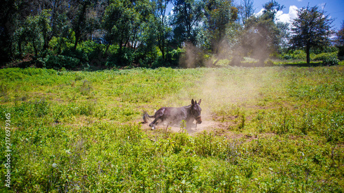 Fotografía Burro mexicano disfrutando la tierra