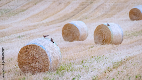 Obraz na płótnie falcon on a straw bale