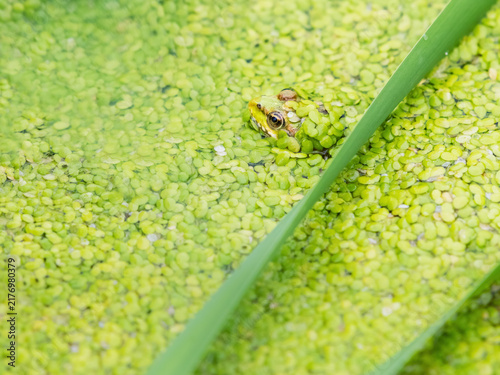 lake green frog in the pond close-up