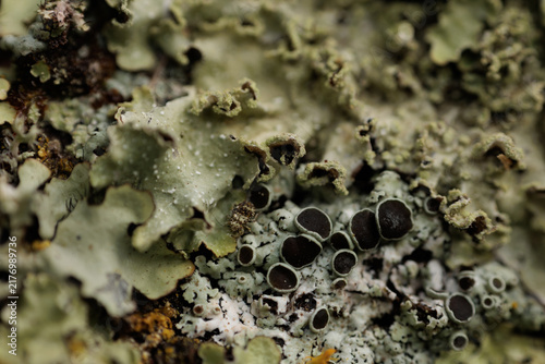 Faded green lichen clings to dark bark