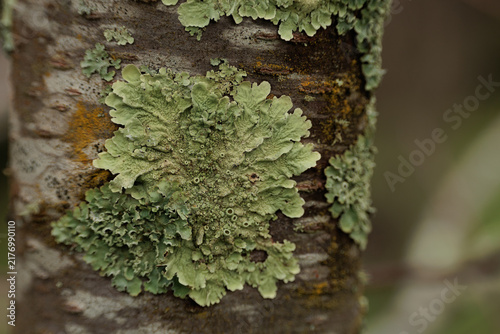 Faded green lichen clings to dark bark